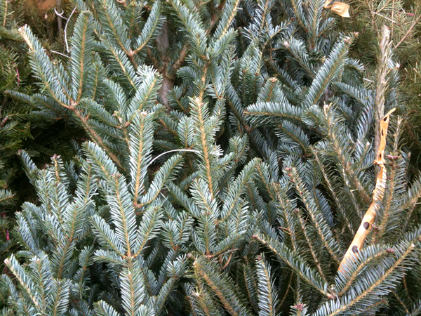 a christmas tree grows in brooklyn