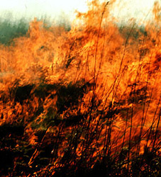 prairie fire