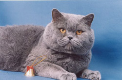 cheshiresmile cattery