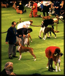 Westminster Kennel Club Dog Show at MSG