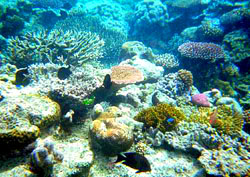 The Great Barrier Reef