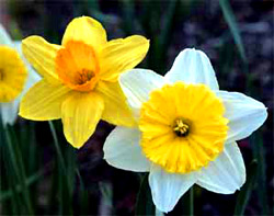 Daffodil Project