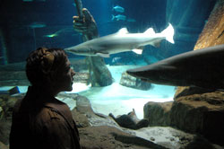 Atlantis Marine World Aquarium