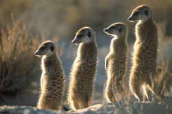 meerkat manor