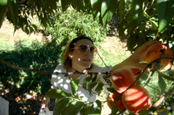 lewin farm peach picking