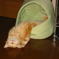 random acts of adorable