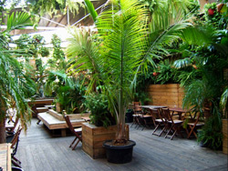 the delancey roof deck