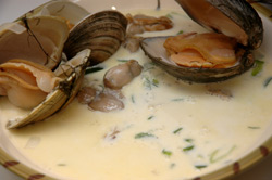 oyster stew