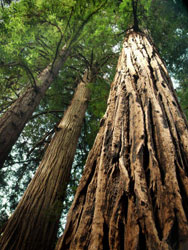 redwood forest