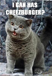 i can has cheesburger