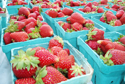 Union Square Farmer's Market