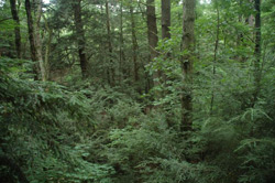 dingman's ferry pennsylvania