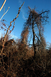 jamaica by wildlife refuge