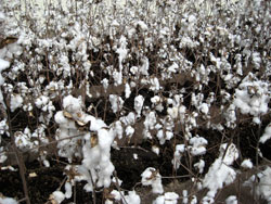 cotton in nyc