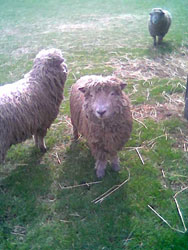 old bethpage village sheep