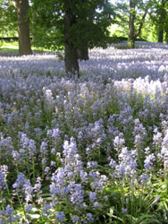 brooklyn botanic gardens lilacs