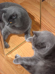 i hop cat mirror