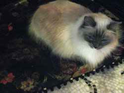 the algonquin matilda