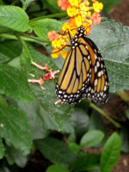bronx zoo monarch butterfly pavilion