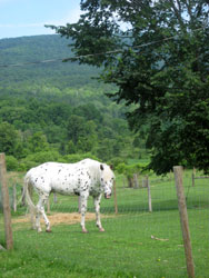 hill farm inn southern vermont