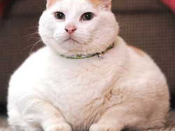 44 pound cat new jersey