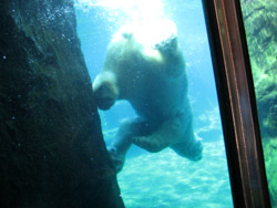 central park zoo polar bear