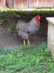 farmers museum cooperstown ny