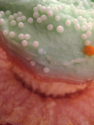 buttercream cupcakes