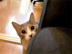 ninja cat moves closer without moving