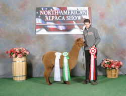 alpacas americas stonehenge